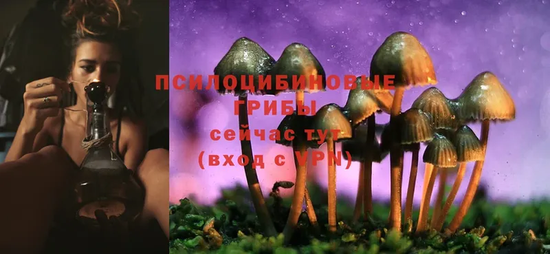 магазин  наркотиков  Дедовск  shop формула  Псилоцибиновые грибы Magic Shrooms 